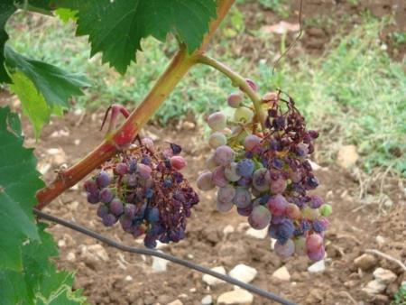 Venenje in sušenje grozdov. Foto: E. Orešek
